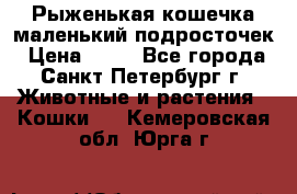 Рыженькая кошечка маленький подросточек › Цена ­ 10 - Все города, Санкт-Петербург г. Животные и растения » Кошки   . Кемеровская обл.,Юрга г.